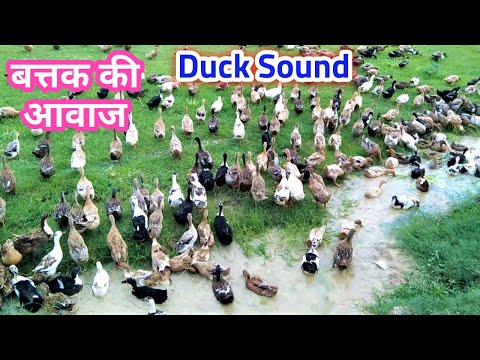 बत्तक की आवाज Duck Sound | Battak ki avaj | Ducks in the field | Duck talking and swimming  Quacking