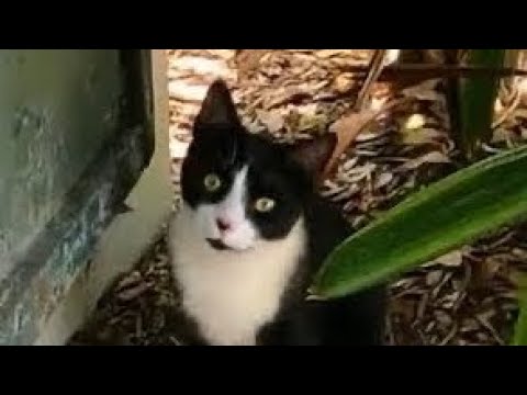 The Many Cats Of The Hemingway House - Key West, FL