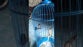 Download lagu burung cabe/kemade betina gacor mp3 Download lagu burung cabe/kemade betina gacor mp3