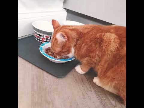My cat only eat the jelly!!!!