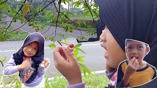 Download lagu Panen Buah Kersen | Petik Yang Sudah Matang dan Merah | Rahman Azzah mp3