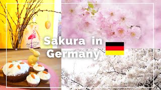 【ドイツ生活日常Vlog】ドイツの桜をお見せします🌸イースターのデコレーション🐰簡単キャロットケーキレシピ🥕