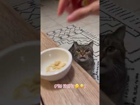 인스타에서 화제였던 고양이 상상 간식먹방