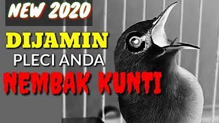 Download lagu Masteran Pleci Tembakan Kunti Terbaru 2020 Plus Theraphy Supaya Mudah Masuk mp3