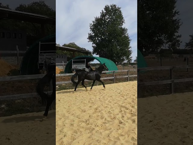 petit cheval noir