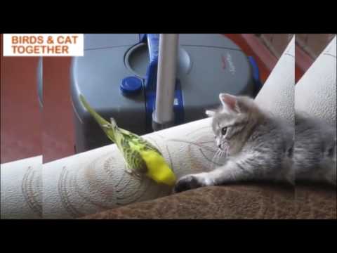 Birds and cats living together