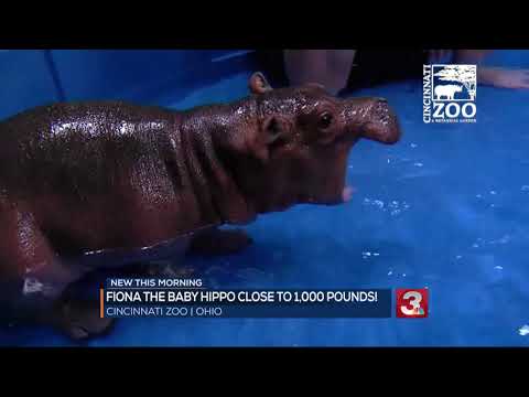 Fiona the hippo highlights ^^