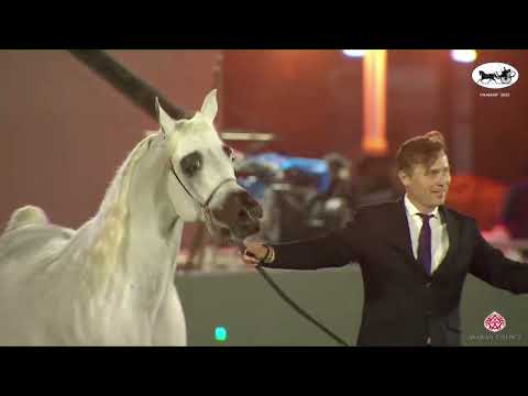 N 219 POMIAN   PSAIAHF 2023   Stallions 10+ Years Old Class 12