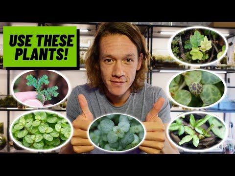 The SIX Most Reliable Terrarium Plants