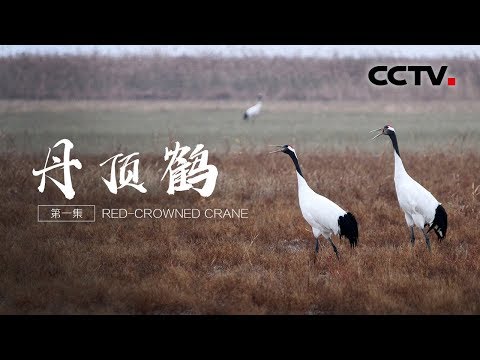 download lagu mp3 mp4 丹顶鹤, download lagu 丹顶鹤 gratis, unduh video klip 丹顶鹤
