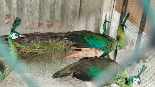 preview picture of video 'Bhangoo birds form green java peacock'