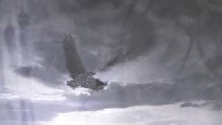 Bird Music Video