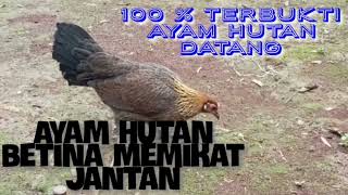 Download lagu Suara ayam hutan betina memikat ayam hutan jantan mp3