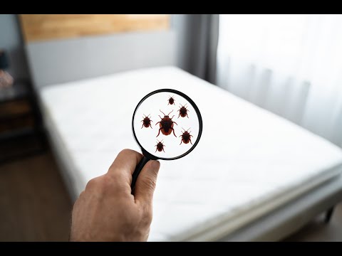 Here's How to Prevent a Bed Bug Bite this Summer