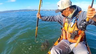 MISSION ACCOMPLISHED: The Ultimate California Halibut Challenge