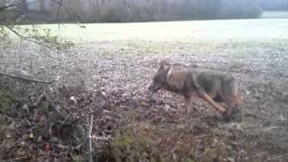 Coyote trapping with David Williams