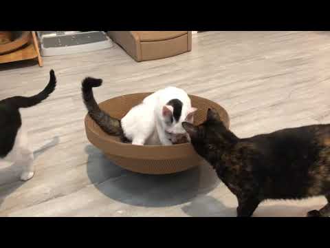 【蕉來媽】 搖大鍋 添加纈草粉