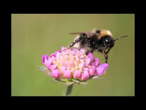 Burgmüller Etüde op.100 nr.16 Piano: Norah B