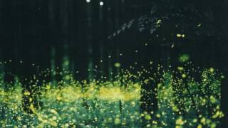 firefly(cover) /BUMP OF CHICKEN