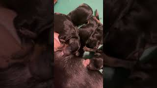 Miniature Pinscher Puppies Videos