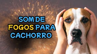 Use esses SONS para acostumar o seu Cachorro com fogos de artifício.