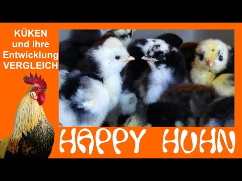 E28 Chicks and their development from hatching to young chicken - HAPPY CHICKEN - Rearing Comparison