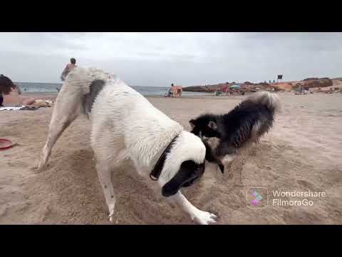 Playa canina “cala mosca “ 2022-06-22