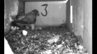 Lesser Kestrel new hatchlings left alone in nest, M feeds