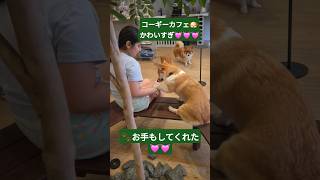 コーギーカフェ😍かわいすぎた!!!