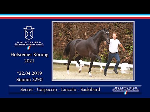 Holsteiner Körlot 2021 | Nr. 02 v. Secret - Carpaccio - Lincoln - Saskibard