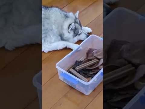 🐾🍖 Husky Diaries: Treat time! #happypaws