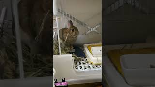 気になる？いやそうでもない🐇