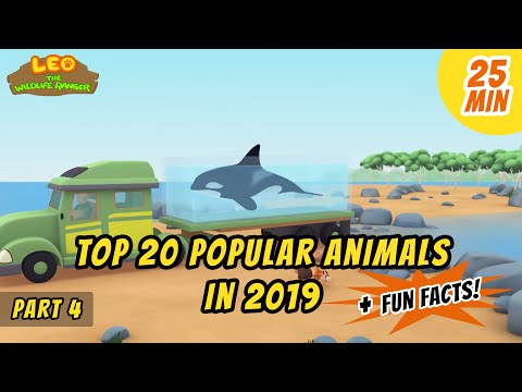 Top 20 Popular Animals in 2019! (Part 4/5) - Orca / Killer Whale and more animal stories!