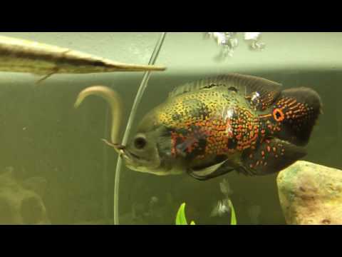 Oscar Fish - Wholesaler Wholesale Dealers in India Oscar Fish - Wholesaler Wholesale Dealers in India