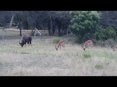 Djuma: Nyala bull with Impala rams - 14:05 - 09/22/2022