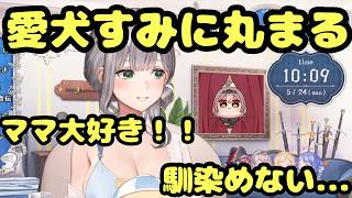 【悲報】つーちょむ、保育園のすみに丸まる（※かわいすぎ注意）【ホロライブ切り抜き/白銀ノエル】