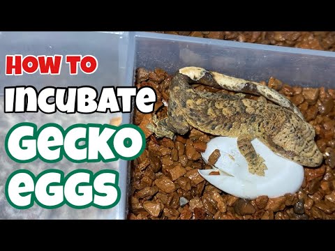 Gecko Egg Incubation Made EASY – Works for Crested, Gargoyle & More