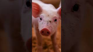 Are Animals Conscious?