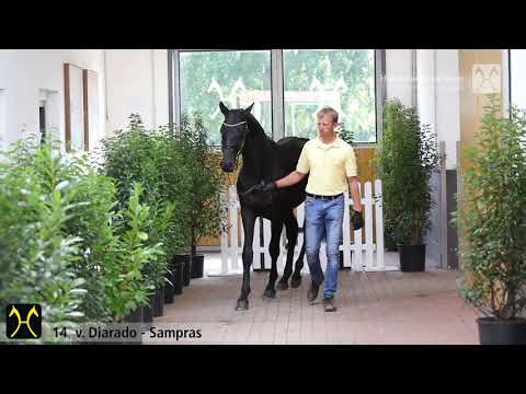 Verden Stallion Licensing 2020 - No. 14 Stallion by Diarado - Sampras - Quality