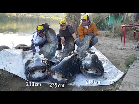 Spinning For Big Catfish On River Ebro - Silicon Lure - Som - Silure - Wels - Waller -  219 cm
