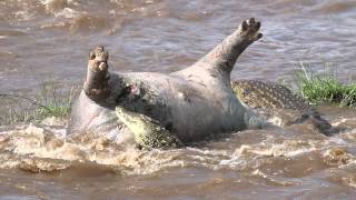 Crocodiles eating a dead hippo in the Mara River in Kenya