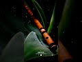 Mun Paniya Song BGM Yuvan Suriya Flute