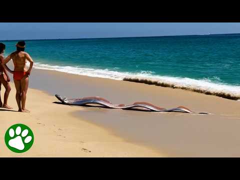 Giant Sea Serpent Appears on Cabo Beach