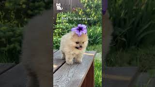 We're READY for the FAIR and party 🌸🐶💃 #Dogs #SHORTS