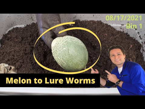 Worm Bin 1 Adding Melon to Lure the Worms for Harvest 08/17/2021