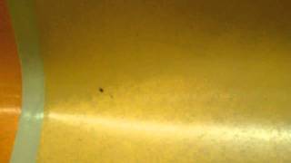 Bed bug on the Brooklyn bound R train