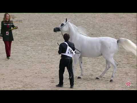 N 196 HAMAMAT AL SHAHANIA   22nd Qatar National 2019   Fillies 3 years old Class 5