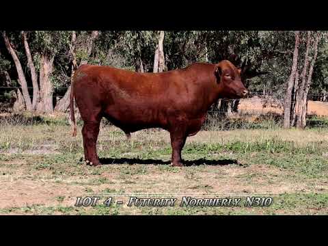 Futurity Shorthorns 2019 Bull Sale LOT 4 Futurity Northerly N310