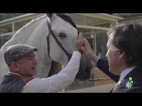 , title : 'TodoCaballo | Aprende a distinguir un caballo de pura raza española'