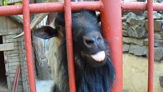 Смешной Козёл:)